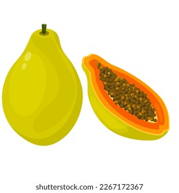 Vector image of papaya . The concept of a healthy diet and lifestyle. A ripe and delicious product. A bright element for your design