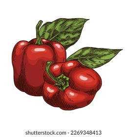 Imagen vectorial de la planta de pimienta paprika. Esbozo.
