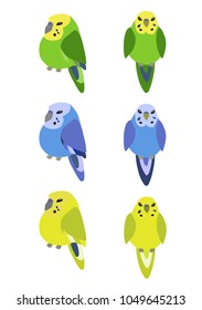 Vector image of parrots. Budgerigar australian parakeet. 
Green, blue and yellow birds