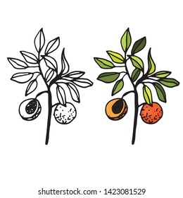 vector image of peach branch isolated on white background