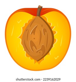 Vector image of a peach. The concept of healthy food and fresh fruit. Juicy fruits, peach snacks, vegetarian dishes.