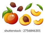 Vector image of peach with slices, leaves and pits