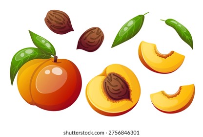 Vector image of peach with slices, leaves and pits