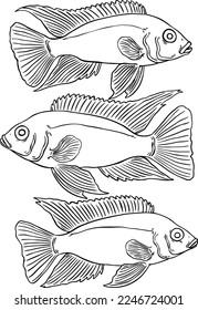 vector image of Peacock African cichlid fish for usage - unmarked version