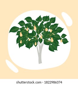 vector image of pear tree, tree icon isolated on background