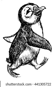 vector image of a penguin