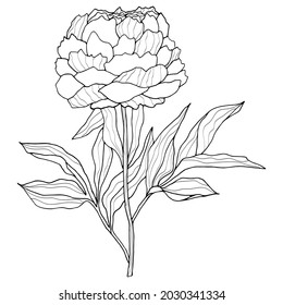 Vector image of a peony flower. Black outline. Hand-drawn. Design of posters, postcards, invitations, design of weddings, holidays, decor, tattoos.
