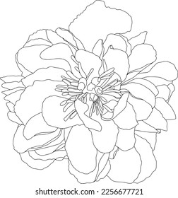 
Vector image of peony flower. Botany. Fashion illustration. Can be used for advertising, printing, as details in design. Printing on textiles, clothing or interior items. Tattoo