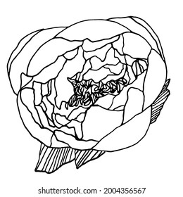 Vector image of a peony flower with leaves. Hand-drawn. Botanical illustration. Design for prints, textiles, fabrics, posters, wedding invitations, postcards, tattoos.