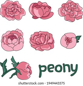 Vector image of peony flowers in different angles with a caption.