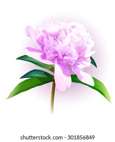 vector image of a peony on a light background