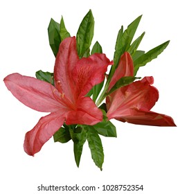 a vector image. photorealistic detail designing low poly concept of an isolated branch of flowering red rhododendron with fresh green leafs on white background