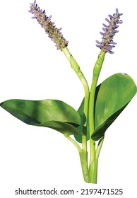 Vector Image of a Pickerelweed (Pontederia cordata) Wetland Wildflower Isolated