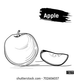 Vector image. Picture of the outline of an apple. Sketch fruit hand drawing ink.