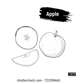 Vector image. Picture of the outline of an apple sliced. Sketch fruit hand drawing ink.