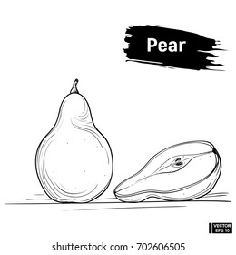 Vector image. Picture of the outline of an pear. Sketch fruit hand drawing ink.