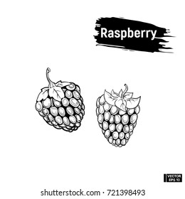 Vector Image. Picture Of The Outline Of An Raspberry. Sketch Berry Hand Drawing Ink.