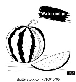 Vector image. Picture of the outline of an watermelon. Sketch fruit hand drawing ink.