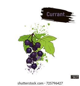Vector image. Picture of the ripe currant. Colored sketch blue berry hand drawing ink.