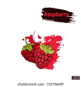 Vector image. Picture of the ripe raspberry. Colored sketch red berry hand drawing ink.