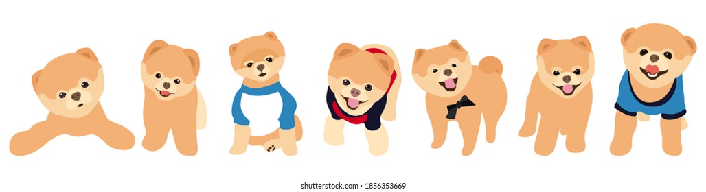 Vector image. The picture shows how Spitz dogs are drawn by hand. Suitable for coloring book, pet shop or pet lovers. Fluffy tails and beige fur.