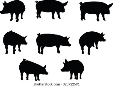 Vector Image, pig silhouette, in a standing position, isolated on white background
