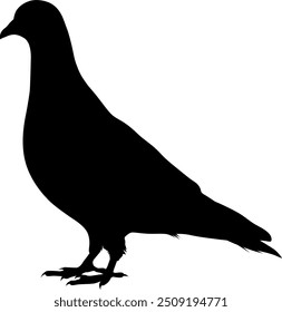 Vector image of a pigeon