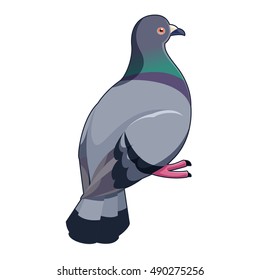 Vector image of a Pigeon isometric icon