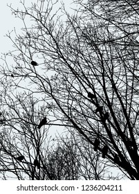 Vector image of pigeons on the tree branches