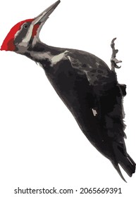 Imagen vectorial de un pájaro carpintero aislado 