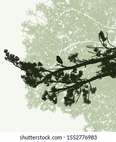 Vector image of pine branches silhouette with bird in spruce forest