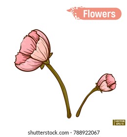 Vector image. Pink abstract flower. Blooming tulip isolated on white background.