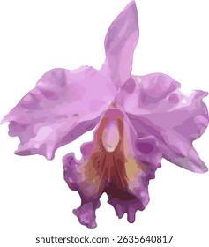 vector image of a pink cattleya orchid flower on a white background