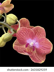 Vector Imagen de una flor de orquídea rosa sobre un fondo negro