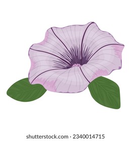 vector image of pink petunia flower
