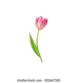 Vector image. Pink Tulip