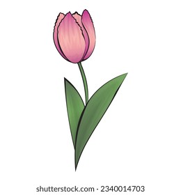 vector image of pink tulip with black contours