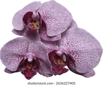 vector image of a pink violet orchid flower on a white background