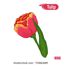 Vector image. Pink and yellow tulip. Colorful sketch of a blossoming tulip