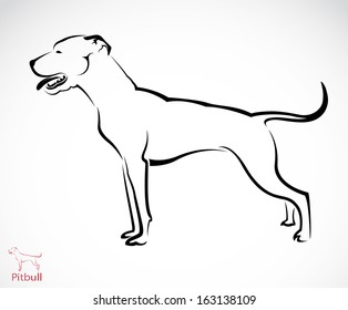 Vector image of a pit-bull dog on white background