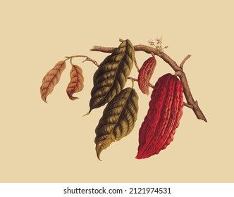 Imagen vectorial de una planta con hojas y cacao, para un libro de referencia botánico de estilo vintage 
 