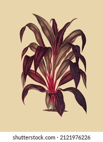 Vector image of a plant with leaves and grass for a botanical reference book in vintage style 
 