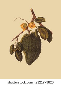 Vector image of a plant with leaves and hazelnuts for a botanical reference book in vintage style 
 