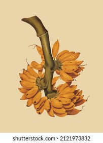 Vector image of a plant with leaves and hazelnuts for a botanical reference book in vintage style 
 