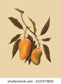 Vector image of a plant with leaves and hazelnuts for a botanical reference book in vintage style 
 