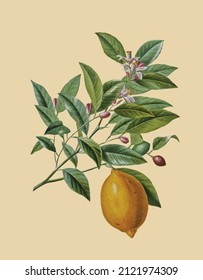 Vector image of a plant with leaves and lemon for a botanical reference book in vintage style 
 