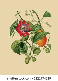 Vector image of a plant with leaves and passion fruit,
 for a botanical reference book in vintage style 
 