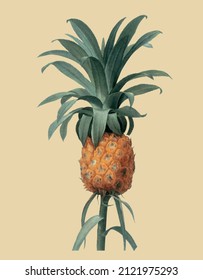 Vector image of a plant with leaves and pineapple for a botanical reference book in vintage style 
 