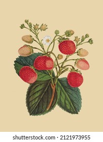 Imagen vectorial de una planta con hojas y fresas para un libro de referencia botánico de estilo vintage 
 