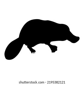 Imagen vectorial de un platypus sobre un fondo blanco